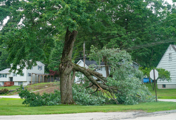 Best Arborist Consultation Services  in Merryville, LA