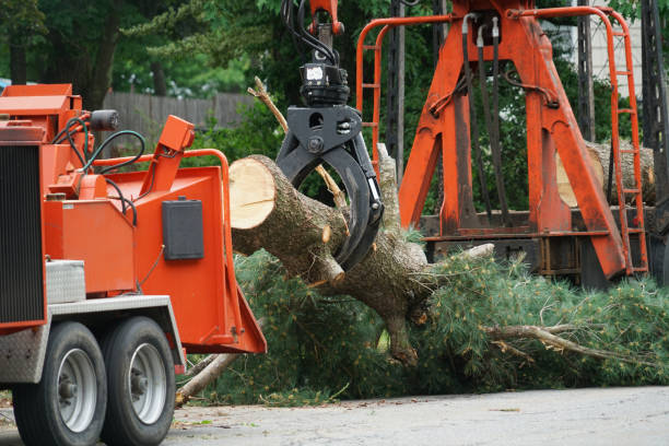 Professional  Tree Services in Merryville, LA