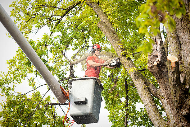 Best Tree Removal  in Merryville, LA